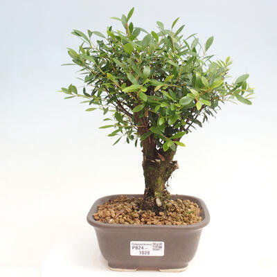 Izbová bonsai - Syzygium - pimentovníka - 1