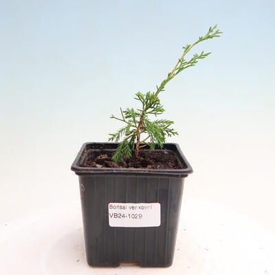 Vonkajší bonsai - Juniperus chinensis ITOIGAWA -Jalovec čínsky