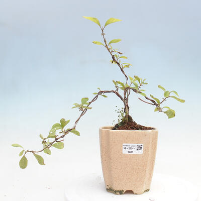 Vonkajšia bonsai - krásnoplodka - Callicarpa bodinierova profusion - 1