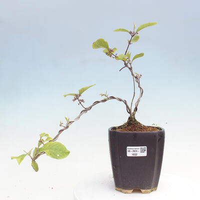 Vonkajšia bonsai - krásnoplodka - Callicarpa bodinierova profusion - 1