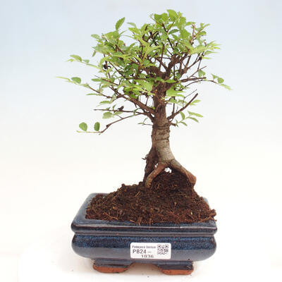 Izbová bonsai - Ulmus parvifolia - malolistá brest - 1