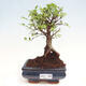 Izbová bonsai - Ulmus parvifolia - malolistá brest - 1/3