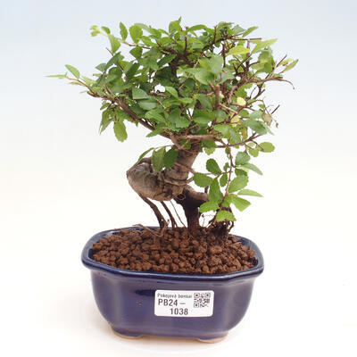 Izbová bonsai - Ulmus parvifolia - malolistá brest - 1