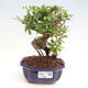 Izbová bonsai - Ulmus parvifolia - malolistá brest - 1/3