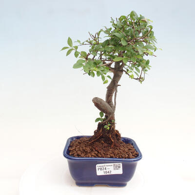 Izbová bonsai - Ulmus parvifolia - malolistá brest - 1