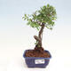 Izbová bonsai - Ulmus parvifolia - malolistá brest - 1/3