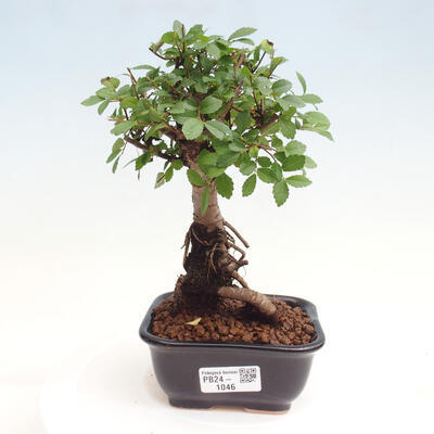 Izbová bonsai - Ulmus parvifolia - malolistá brest - 1