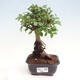 Izbová bonsai - Ulmus parvifolia - malolistá brest - 1/3