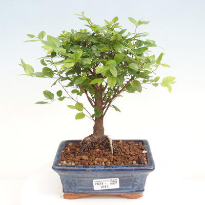 Izbová bonsai - Sagerécie thea - Sagerécie thea - 1