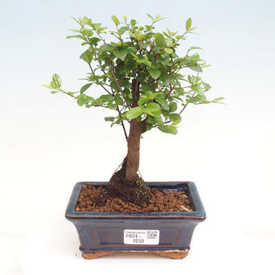 Izbová bonsai - Sagerécie thea - Sagerécie thea - 1