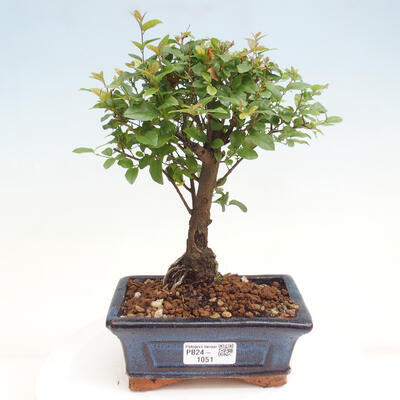 Izbová bonsai - Sagerécie thea - Sagerécie thea - 1