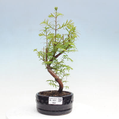 Vonkajšie bonsai - Metasequoia glyptostroboides - Metasekvoja čínska - 1