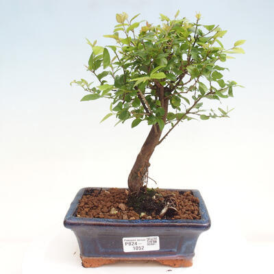 Izbová bonsai - Sagerécie thea - Sagerécie thea - 1