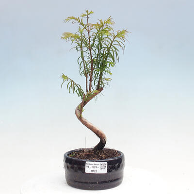 Vonkajšie bonsai - Metasequoia glyptostroboides - Metasekvoja čínska - 1