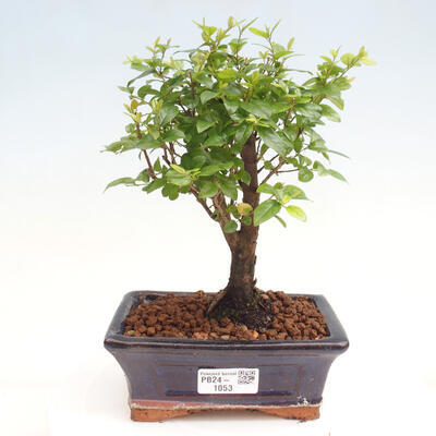 Izbová bonsai - Sagerécie thea - Sagerécie thea - 1