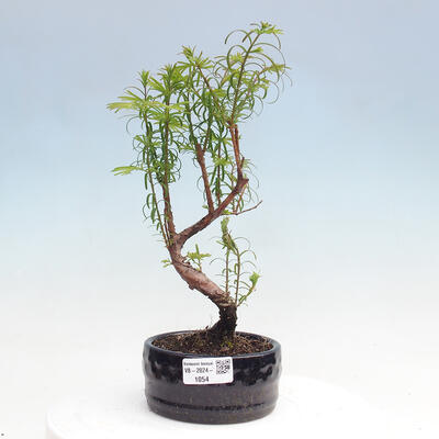 Vonkajšie bonsai - Metasequoia glyptostroboides - Metasekvoja čínska - 1