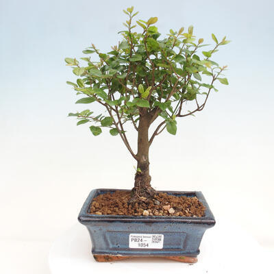 Izbová bonsai - Sagerécie thea - Sagerécie thea - 1