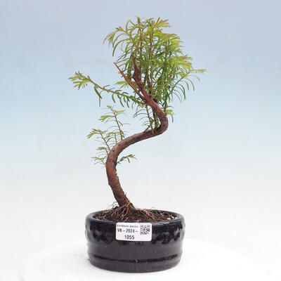 Vonkajšie bonsai - Metasequoia glyptostroboides - Metasekvoja čínska - 1