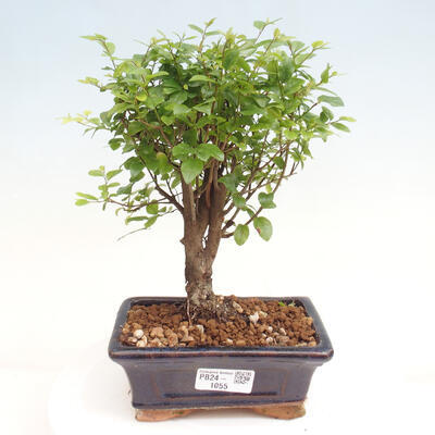 Izbová bonsai - Sagerécie thea - Sagerécie thea - 1