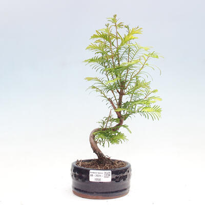 Vonkajšie bonsai - Metasequoia glyptostroboides - Metasekvoja čínska - 1