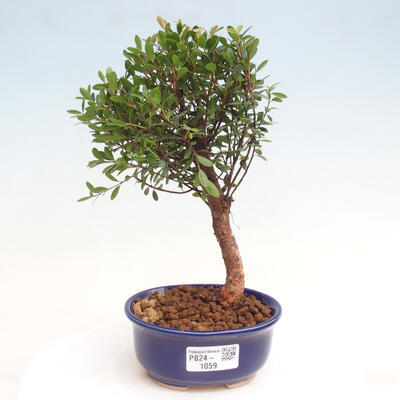 Izbová bonsai - Syzygium - pimentovníka - 1