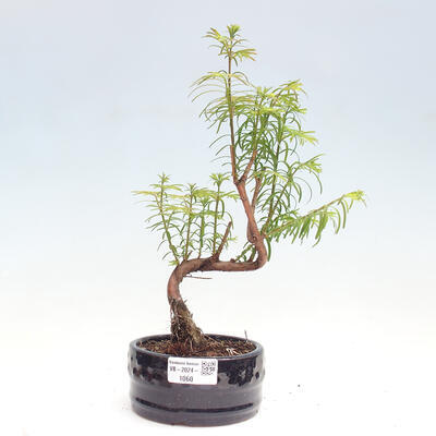 Vonkajšie bonsai - Metasequoia glyptostroboides - Metasekvoja čínska - 1