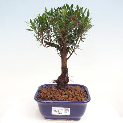 Izbová bonsai - Syzygium - pimentovníka - 1