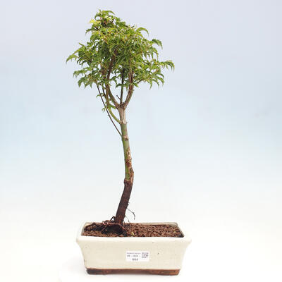 Vonkajší bonsai -Javor dlanitolistý Acer palmatum Shishigashira - 1