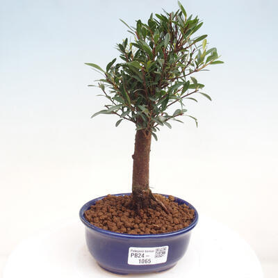 Izbová bonsai - Syzygium - pimentovníka - 1