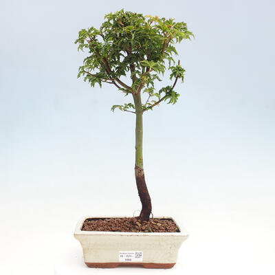 Vonkajší bonsai -Javor dlanitolistý Acer palmatum Shishigashira - 1