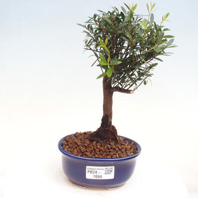 Izbová bonsai - Syzygium - pimentovníka - 1