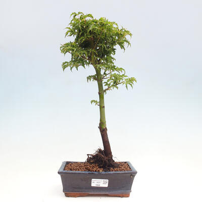 Vonkajší bonsai -Javor dlanitolistý Acer palmatum Shishigashira - 1