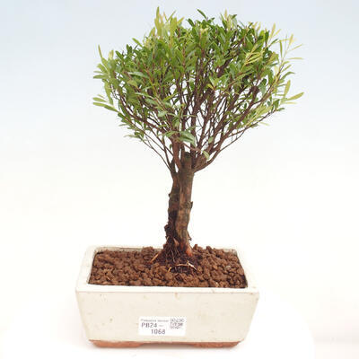 Izbová bonsai - Syzygium - pimentovníka - 1