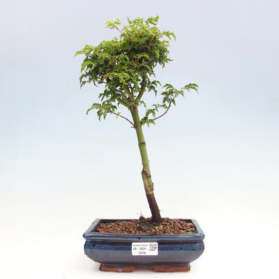 Vonkajší bonsai -Javor dlanitolistý Acer palmatum Shishigashira - 1