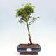 Vonkajší bonsai -Javor dlanitolistý Acer palmatum Shishigashira - 1/3