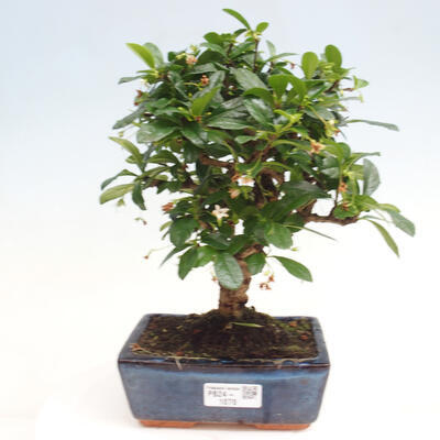 Izbová bonsai - Carmona macrophylla - Čaj fuki - 1