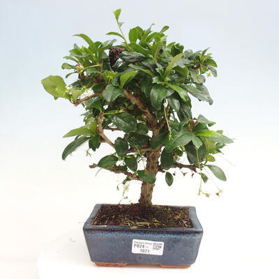 Izbová bonsai - Carmona macrophylla - Čaj fuki - 1