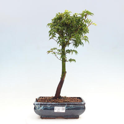 Vonkajší bonsai -Javor dlanitolistý Acer palmatum Shishigashira - 1