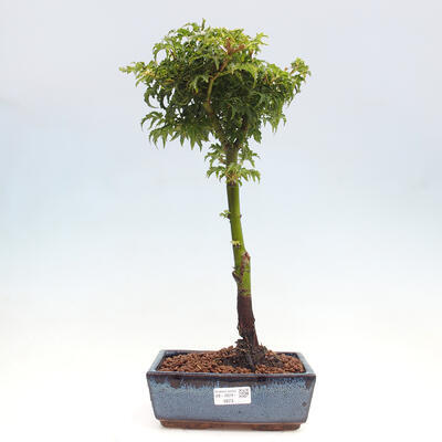 Vonkajší bonsai -Javor dlanitolistý Acer palmatum Shishigashira - 1