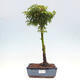 Vonkajší bonsai -Javor dlanitolistý Acer palmatum Shishigashira - 1/3