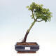 Vonkajší bonsai -Javor dlanitolistý Acer palmatum Shishigashira - 1/3