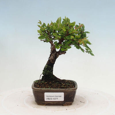 Vonkajšie bonsai - Zelkova - Zelkova NIRE - 1