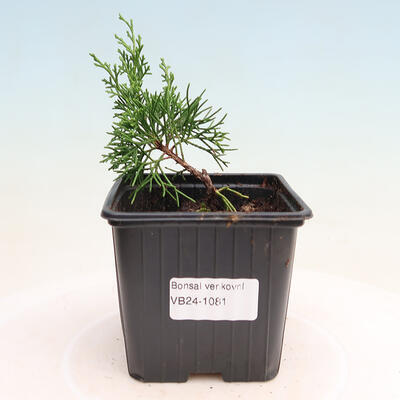 Vonkajší bonsai - Juniperus chinensis ITOIGAWA -Jalovec čínsky