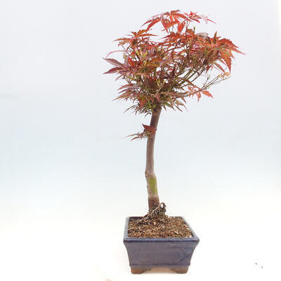 Vonkajší bonsai - Javor dlanitolistý - Acer palmatum RED PYGMY - 1