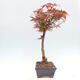 Vonkajší bonsai - Javor dlanitolistý - Acer palmatum RED PYGMY - 1/4