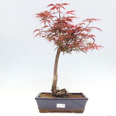 Vonkajší bonsai - Javor dlanitolistý - Acer palmatum RED PYGMY - 1