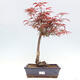 Vonkajší bonsai - Javor dlanitolistý - Acer palmatum RED PYGMY - 1/4