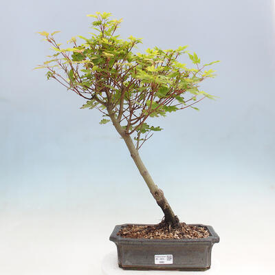 Vonkajší bonsai - Javor palmatum katsura GISAN - Javor dlanitolistý - 1