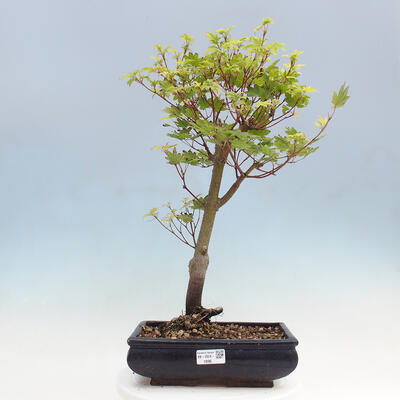 Vonkajší bonsai - Javor palmatum katsura GISAN - Javor dlanitolistý - 1