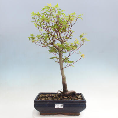 Vonkajší bonsai - Javor palmatum katsura GISAN - Javor dlanitolistý - 1